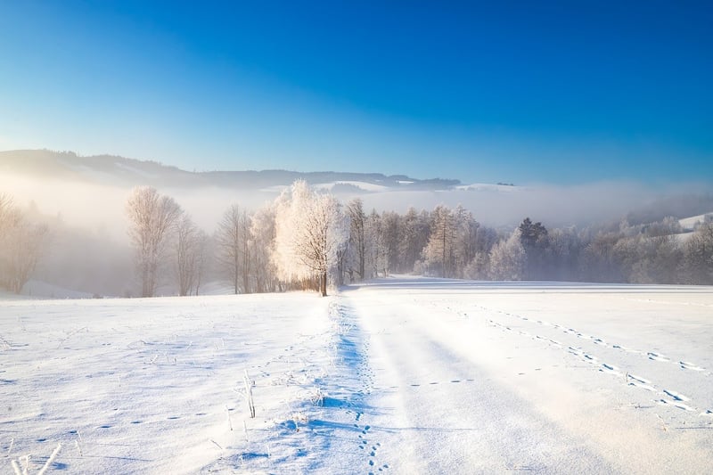 Forest Clearing